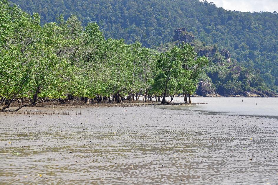 D:\DataFoto\Foto's - Reizen\2016-03-26 Borneo\10 Bako NP Mangrove\BORN1571y.jpg