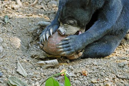 D:\DataFoto\Foto's - Reizen\2016-03-26 Borneo\13 Sepilok (herschikt)\Best Of\BORN2309y.jpg