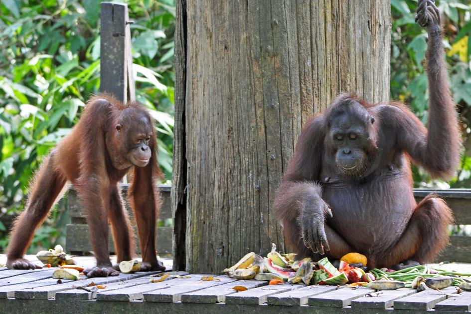 D:\DataFoto\Foto's - Reizen\2016-03-26 Borneo\13 Sepilok (herschikt)\Best Of\BORN2347y.jpg