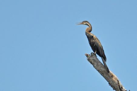 D:\DataFoto\Foto's - Reizen\2016-03-26 Borneo\15 Boottocht Kinabatangan\BORN2645y.jpg