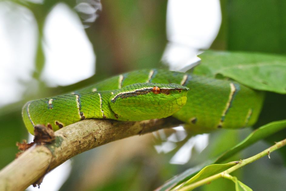 D:\DataFoto\Foto's - Reizen\2016-03-26 Borneo\15 Boottocht Kinabatangan\BORN2760y.jpg