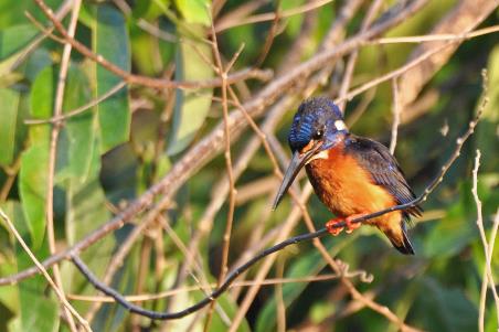 D:\DataFoto\Foto's - Reizen\2016-03-26 Borneo\17 Boottocht Menanggul\BORN3220y.jpg