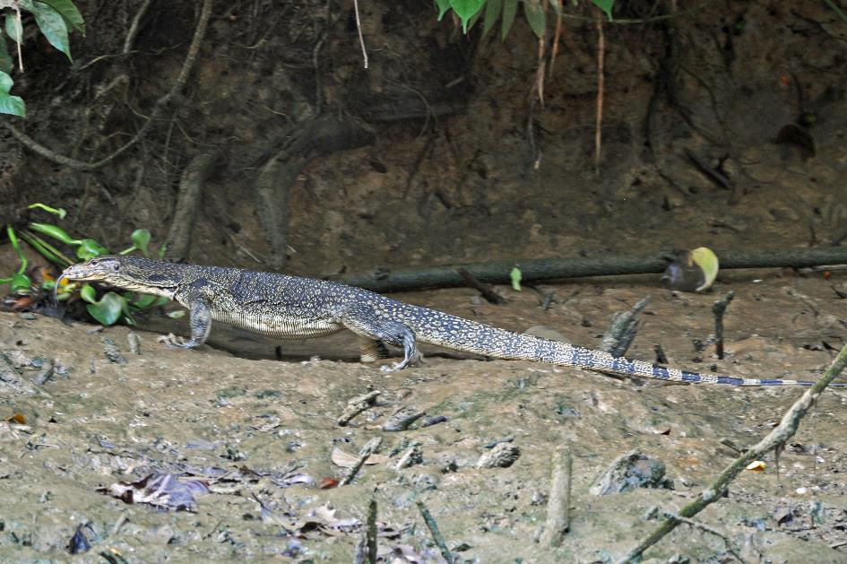 D:\DataFoto\Foto's - Reizen\2016-03-26 Borneo\17 Boottocht Menanggul\BORN3216y.jpg