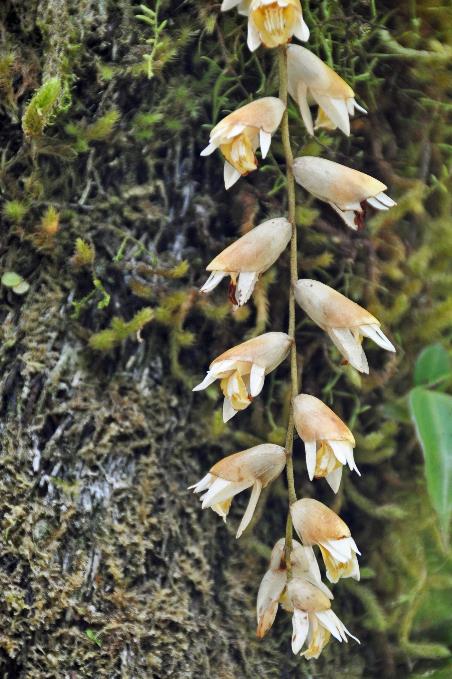 D:\DataFoto\Foto's - Reizen\2016-03-26 Borneo\18 Mt Kinabalu\BORN3510y.jpg