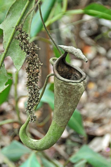 D:\DataFoto\Foto's - Reizen\2016-03-26 Borneo\18 Mt Kinabalu\BORN3561y.jpg