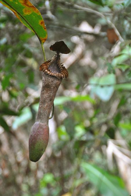 D:\DataFoto\Foto's - Reizen\2016-03-26 Borneo\18 Mt Kinabalu\BORN3582y.jpg