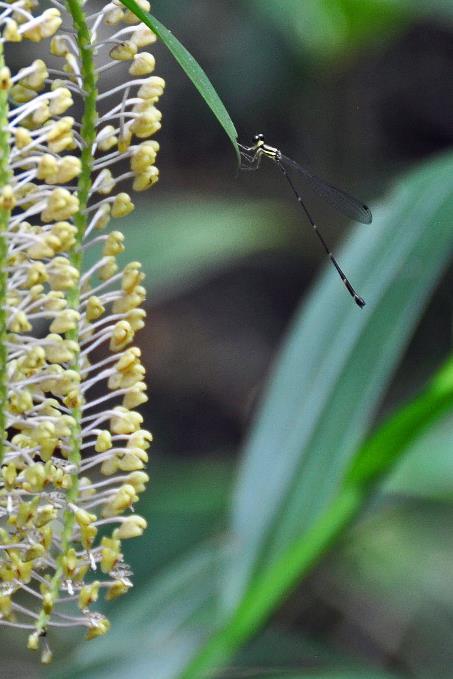 D:\DataFoto\Foto's - Reizen\2016-03-26 Borneo\18 Mt Kinabalu\BORN3538s.jpg