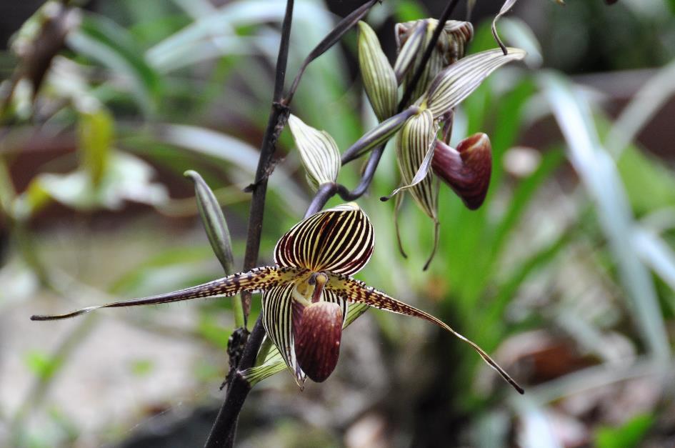 D:\DataFoto\Foto's - Reizen\2016-03-26 Borneo\18 Mt Kinabalu\Werkmap\BORN3553x.jpg