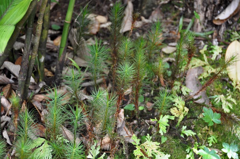 D:\DataFoto\Foto's - Reizen\2016-03-26 Borneo\18 Mt Kinabalu\BORN3591y.jpg