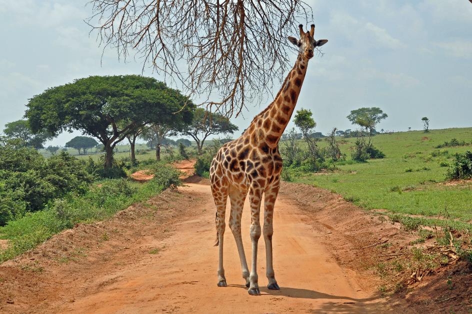 D:\DataFoto\Foto's - Reizen\2016-07-11 Oeganda - Rwanda\02 Murchison Falls Safari 1V\Best Of\OERW0561y.jpg
