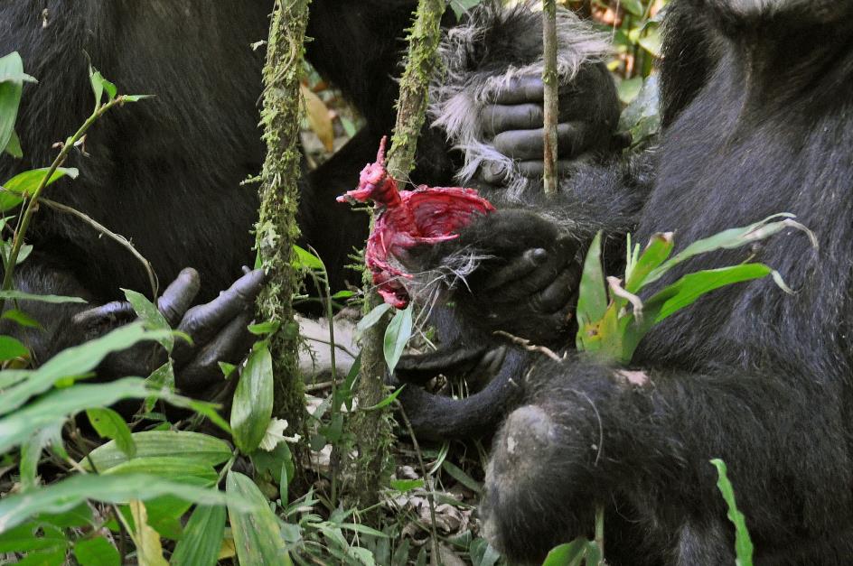 D:\DataFoto\Foto's - Reizen\2016-07-11 Oeganda - Rwanda\09 Kibale Chimpansee Trekking\Best Of\OERW1373y.jpg