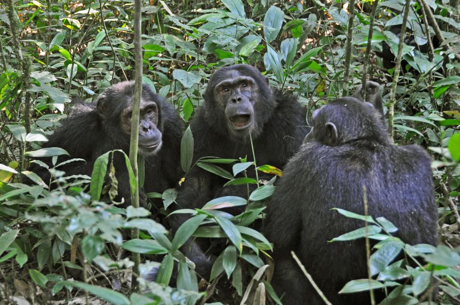 D:\DataFoto\Foto's - Reizen\2016-07-11 Oeganda - Rwanda\09 Kibale Chimpansee Trekking\Best Of\OERW1292y.jpg