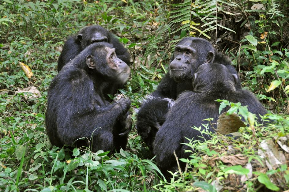 D:\DataFoto\Foto's - Reizen\2016-07-11 Oeganda - Rwanda\09 Kibale Chimpansee Trekking\Best Of\OERW1321y.jpg
