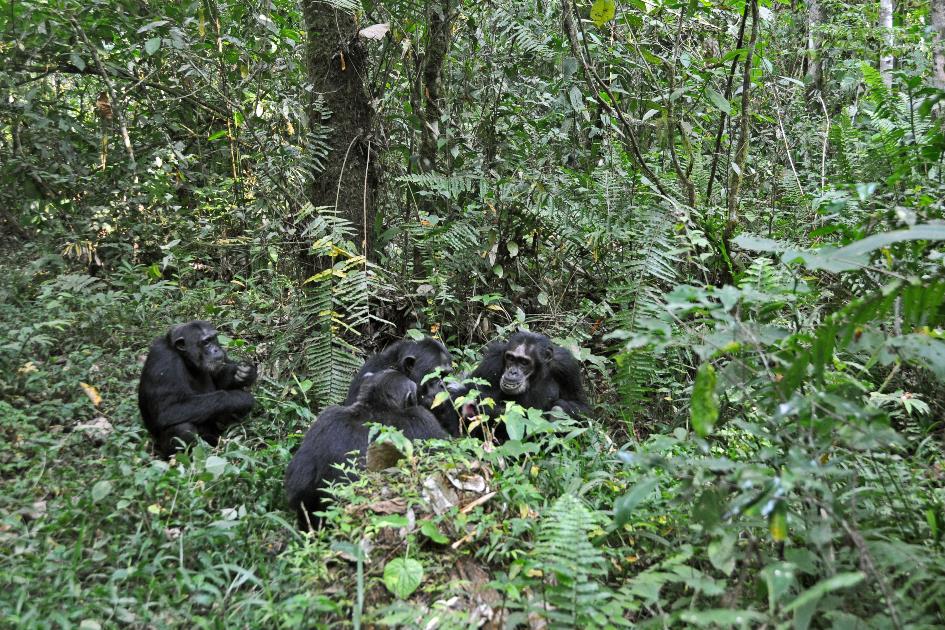 D:\DataFoto\Foto's - Reizen\2016-07-11 Oeganda - Rwanda\09 Kibale Chimpansee Trekking\Best Of\OERW1314y.jpg