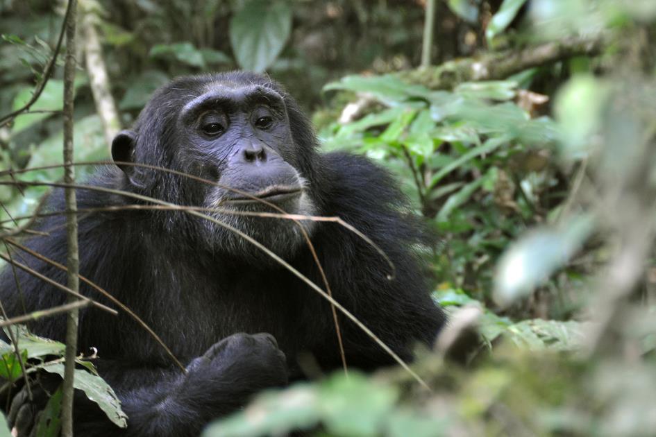 D:\DataFoto\Foto's - Reizen\2016-07-11 Oeganda - Rwanda\09 Kibale Chimpansee Trekking\Best Of\OERW1344y.jpg