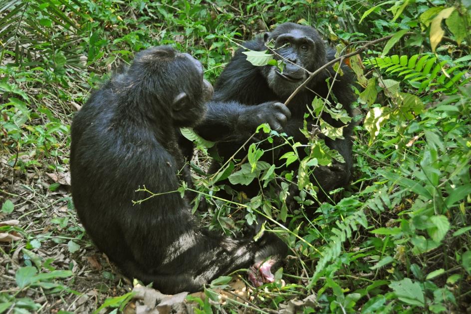 D:\DataFoto\Foto's - Reizen\2016-07-11 Oeganda - Rwanda\09 Kibale Chimpansee Trekking\Best Of\OERW1447y.jpg