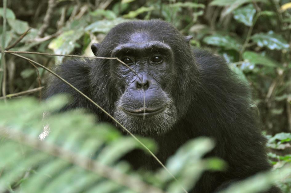 D:\DataFoto\Foto's - Reizen\2016-07-11 Oeganda - Rwanda\09 Kibale Chimpansee Trekking\Best Of\OERW1329y.jpg
