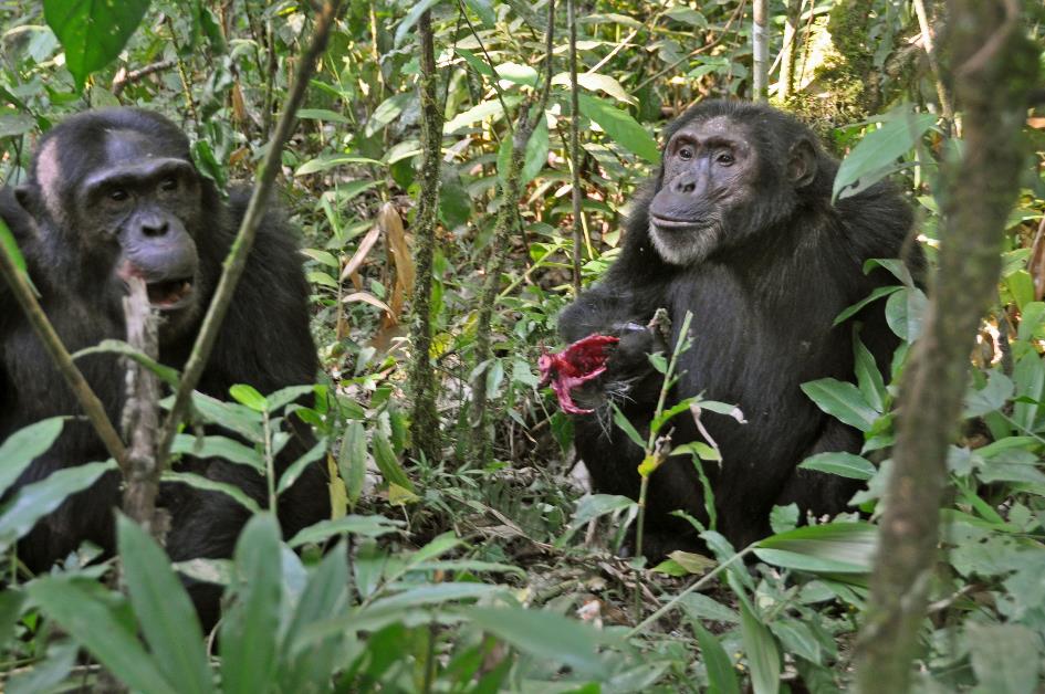 D:\DataFoto\Foto's - Reizen\2016-07-11 Oeganda - Rwanda\09 Kibale Chimpansee Trekking\Best Of\OERW1378y.jpg