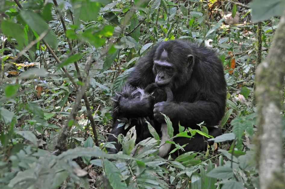 D:\DataFoto\Foto's - Reizen\2016-07-11 Oeganda - Rwanda\09 Kibale Chimpansee Trekking\Best Of\OERW1389y.jpg