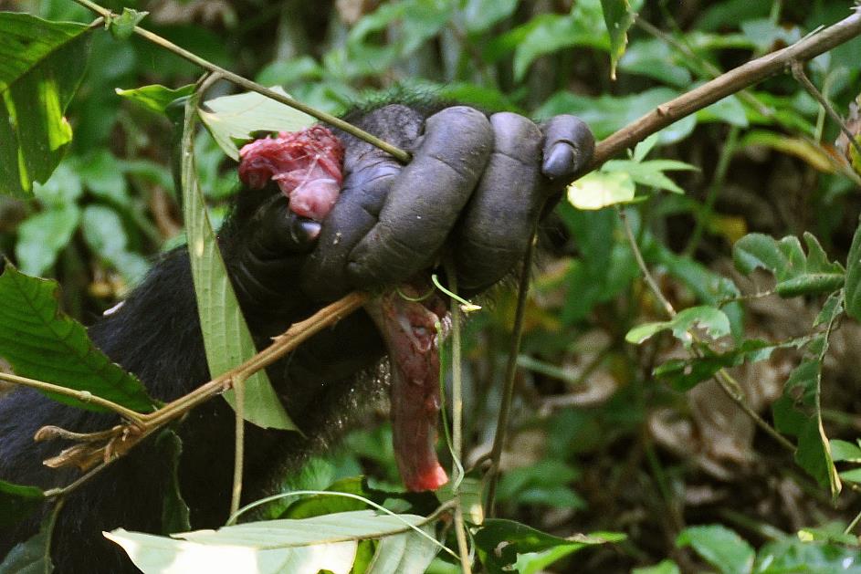 D:\DataFoto\Foto's - Reizen\2016-07-11 Oeganda - Rwanda\09 Kibale Chimpansee Trekking\Best Of\OERW1396y.jpg