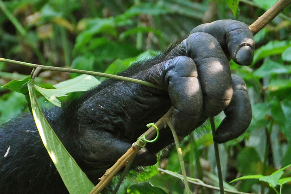 D:\DataFoto\Foto's - Reizen\2016-07-11 Oeganda - Rwanda\09 Kibale Chimpansee Trekking\Best Of\OERW1415y.jpg