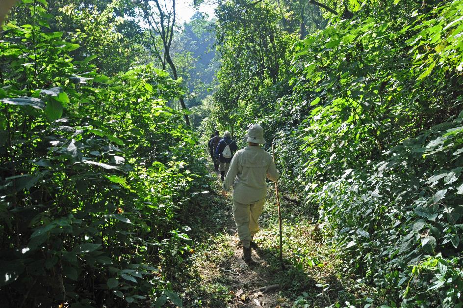 D:\DataFoto\Foto's - Reizen\2016-07-11 Oeganda - Rwanda\20 Bwindi Gorilla Trekking\Best Of\OERW2826y.jpg