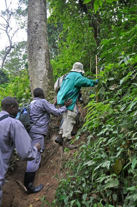 D:\DataFoto\Foto's - Reizen\2016-07-11 Oeganda - Rwanda\20 Bwindi Gorilla Trekking\Best Of\OERW2847y.jpg