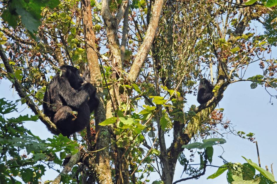 D:\DataFoto\Foto's - Reizen\2016-07-11 Oeganda - Rwanda\20 Bwindi Gorilla Trekking\Best Of\OERW2904y.jpg