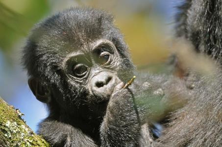 D:\DataFoto\Foto's - Reizen\2016-07-11 Oeganda - Rwanda\20 Bwindi Gorilla Trekking\Best Of\OERW2919y.jpg