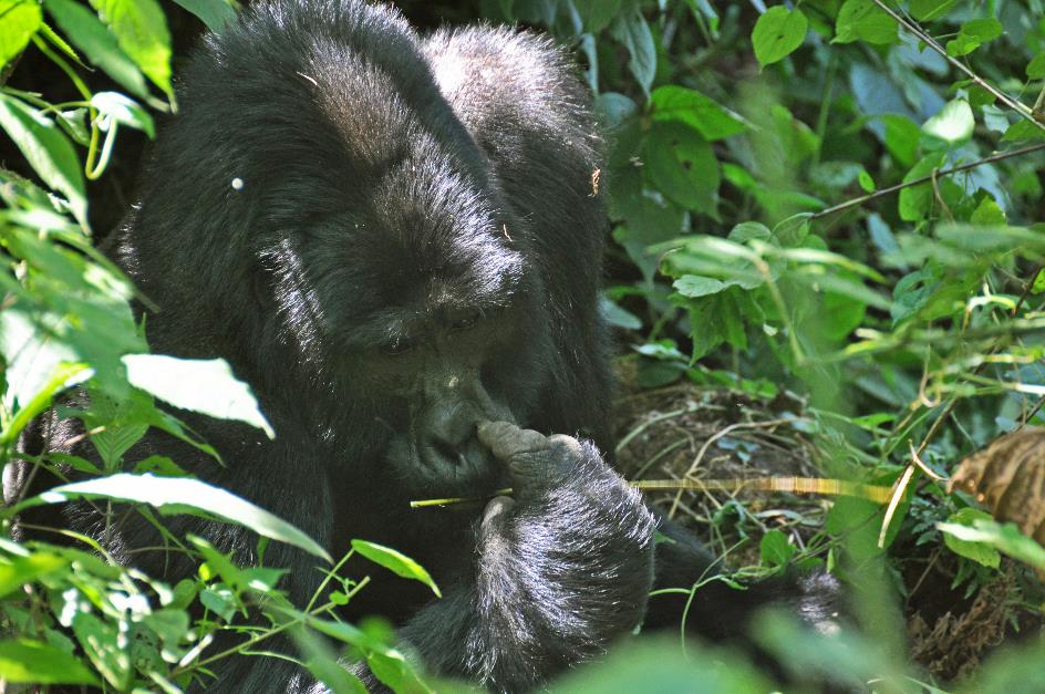 D:\DataFoto\Foto's - Reizen\2016-07-11 Oeganda - Rwanda\20 Bwindi Gorilla Trekking\Best Of\OERW3009y.jpg
