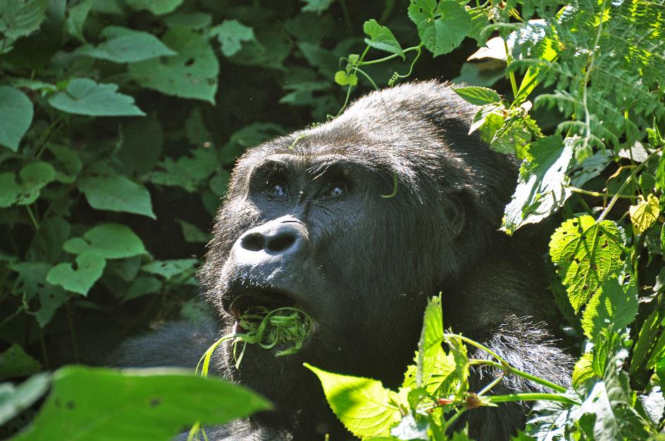 D:\DataFoto\Foto's - Reizen\2016-07-11 Oeganda - Rwanda\20 Bwindi Gorilla Trekking\Best Of\OERW2962y.jpg
