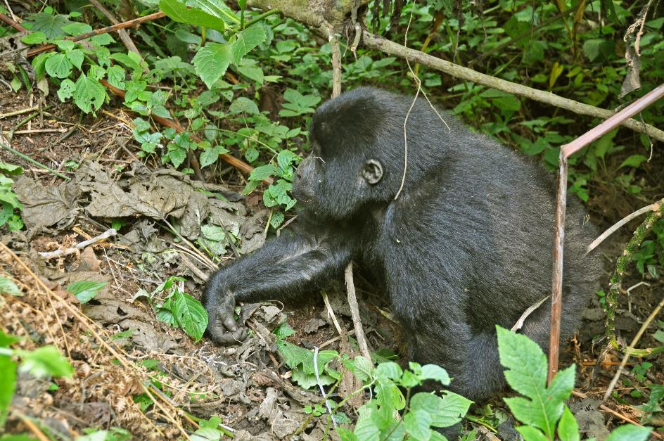 D:\DataFoto\Foto's - Reizen\2016-07-11 Oeganda - Rwanda\20 Bwindi Gorilla Trekking\Best Of\OERW3017y.jpg