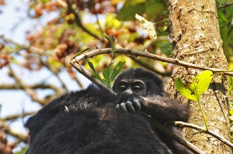 D:\DataFoto\Foto's - Reizen\2016-07-11 Oeganda - Rwanda\20 Bwindi Gorilla Trekking\Best Of\OERW3039y.jpg