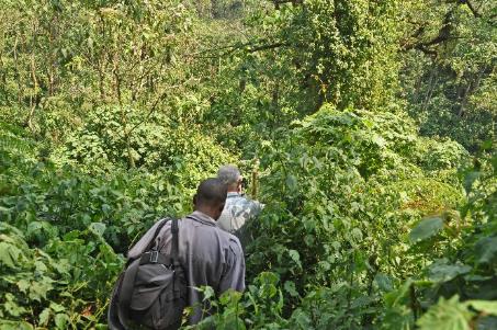 D:\DataFoto\Foto's - Reizen\2016-07-11 Oeganda - Rwanda\20 Bwindi Gorilla Trekking\Best Of\OERW3058y.jpg