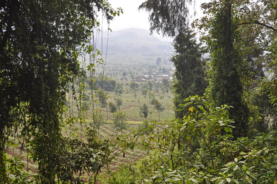 D:\DataFoto\Foto's - Reizen\2016-07-11 Oeganda - Rwanda\26 Virunga Gorilla Trekking\Best Of\OERW3378y.jpg