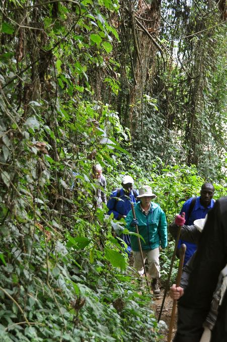 D:\DataFoto\Foto's - Reizen\2016-07-11 Oeganda - Rwanda\26 Virunga Gorilla Trekking\Best Of\OERW3379s.jpg