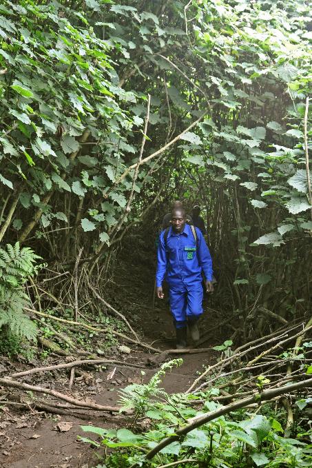 D:\DataFoto\Foto's - Reizen\2016-07-11 Oeganda - Rwanda\26 Virunga Gorilla Trekking\Best Of\OERW3390s.jpg