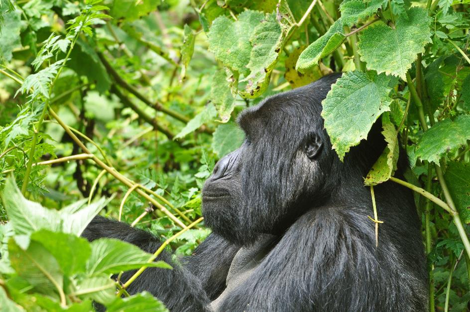 D:\DataFoto\Foto's - Reizen\2016-07-11 Oeganda - Rwanda\26 Virunga Gorilla Trekking\Best Of\OERW3443y.jpg