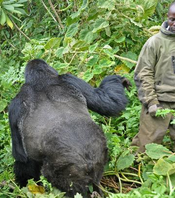 D:\DataFoto\Foto's - Reizen\2016-07-11 Oeganda - Rwanda\26 Virunga Gorilla Trekking\Best Of\OERW3541q.jpg
