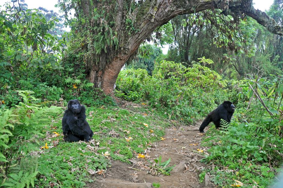 D:\DataFoto\Foto's - Reizen\2016-07-11 Oeganda - Rwanda\26 Virunga Gorilla Trekking\Best Of\OERW3623y.jpg