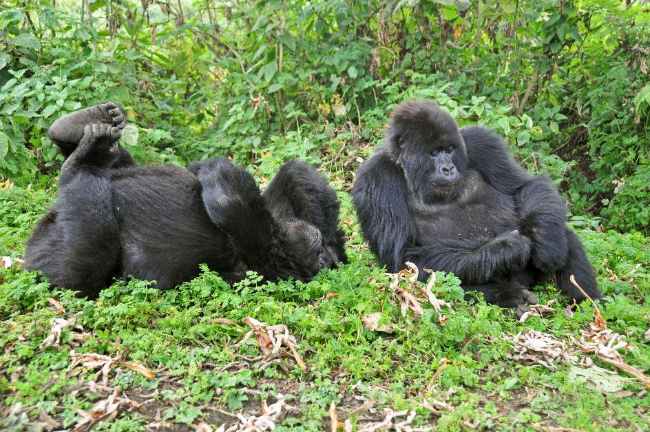 D:\DataFoto\Foto's - Reizen\2016-07-11 Oeganda - Rwanda\26 Virunga Gorilla Trekking\Best Of\OERW3574y.jpg