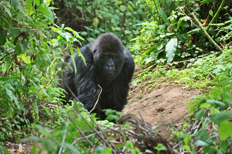 D:\DataFoto\Foto's - Reizen\2016-07-11 Oeganda - Rwanda\26 Virunga Gorilla Trekking\Best Of\OERW3640y.jpg