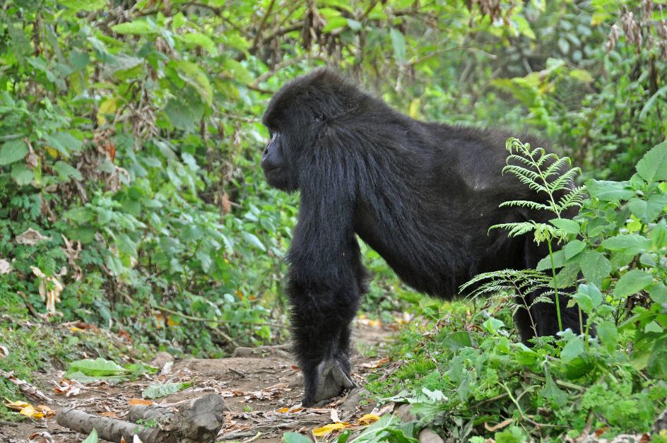 D:\DataFoto\Foto's - Reizen\2016-07-11 Oeganda - Rwanda\26 Virunga Gorilla Trekking\Best Of\OERW3706y.jpg