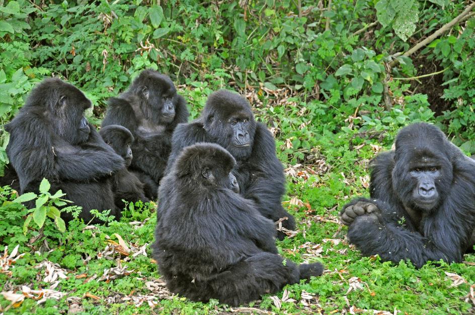 D:\DataFoto\Foto's - Reizen\2016-07-11 Oeganda - Rwanda\26 Virunga Gorilla Trekking\Best Of\OERW3719y.jpg