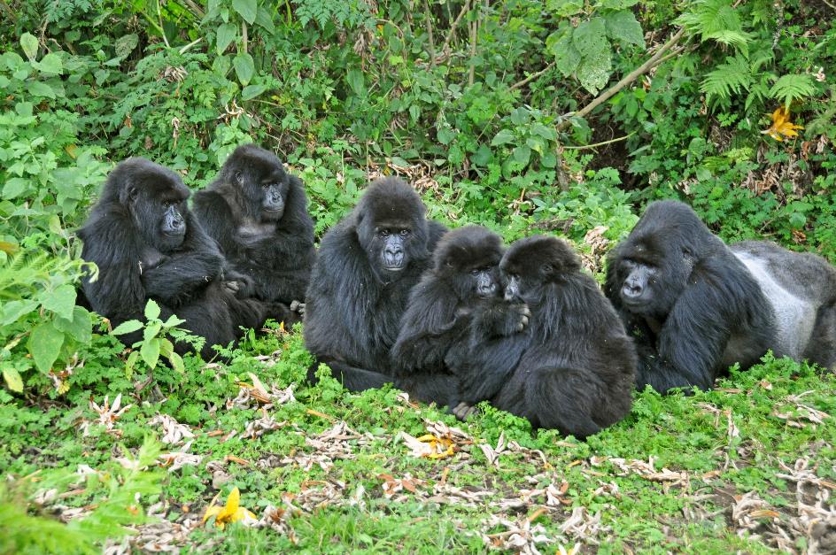 D:\DataFoto\Foto's - Reizen\2016-07-11 Oeganda - Rwanda\26 Virunga Gorilla Trekking\Best Of\OERW3713y.jpg
