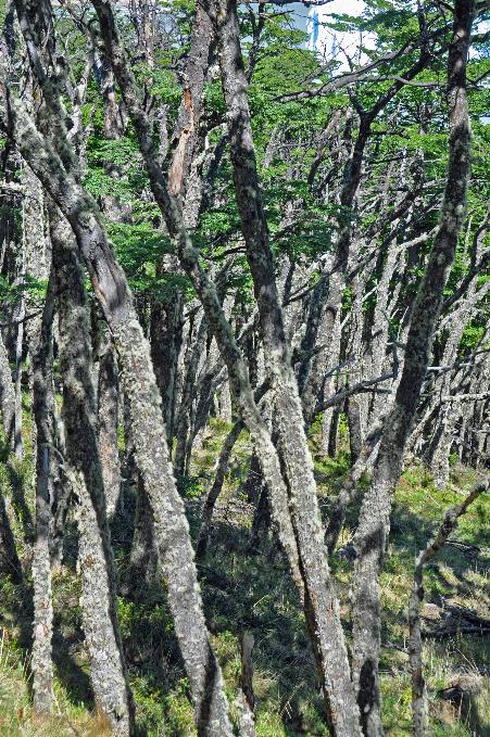 D:\DataFoto\Foto's - Reizen\2017-10-29 Patagonie\14 Perito Moreno (herschikt)\1400 Best Of\1432 Planten\PAGO2474y.jpg
