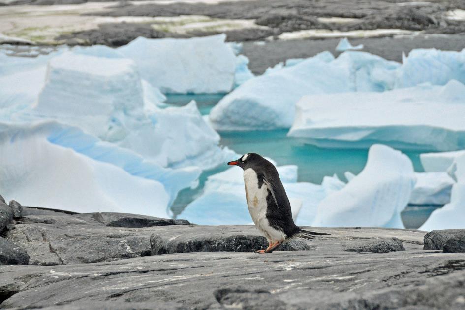 D:\DataFoto\Foto's - Reizen\2018-01-21 Antarctica (herschikt)\20 Port Charcot\Best Of\ANTA2528y.jpg