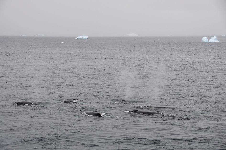 D:\DataFoto\Foto's - Reizen\2018-01-21 Antarctica (herschikt)\22 Wilhelmina Bay - Bultruggen\Best Of\ANTA2816x.jpg