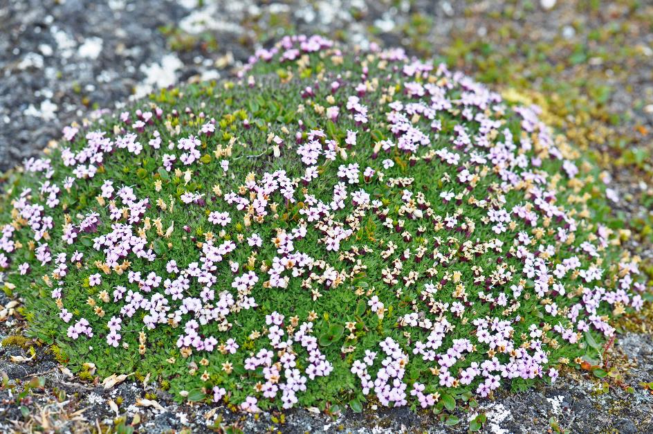 D:\DataFoto\Foto's - Reizen\2018-07-18 Spitsbergen\02 Ny-Alesund\Best Of\SPIT0206y.jpg