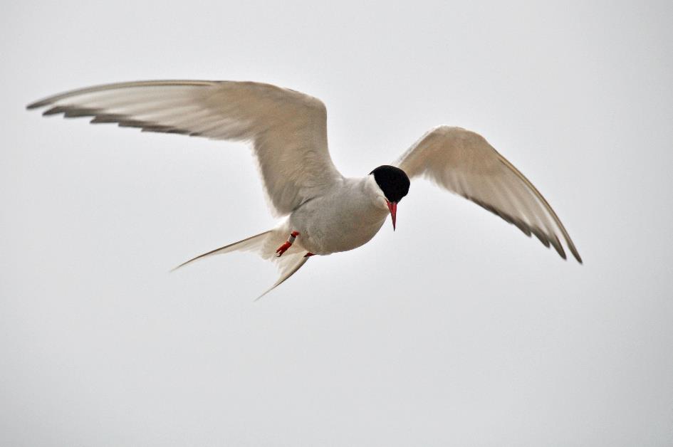 D:\DataFoto\Foto's - Reizen\2018-07-18 Spitsbergen\02 Ny-Alesund\Best Of\SPIT0257y.jpg